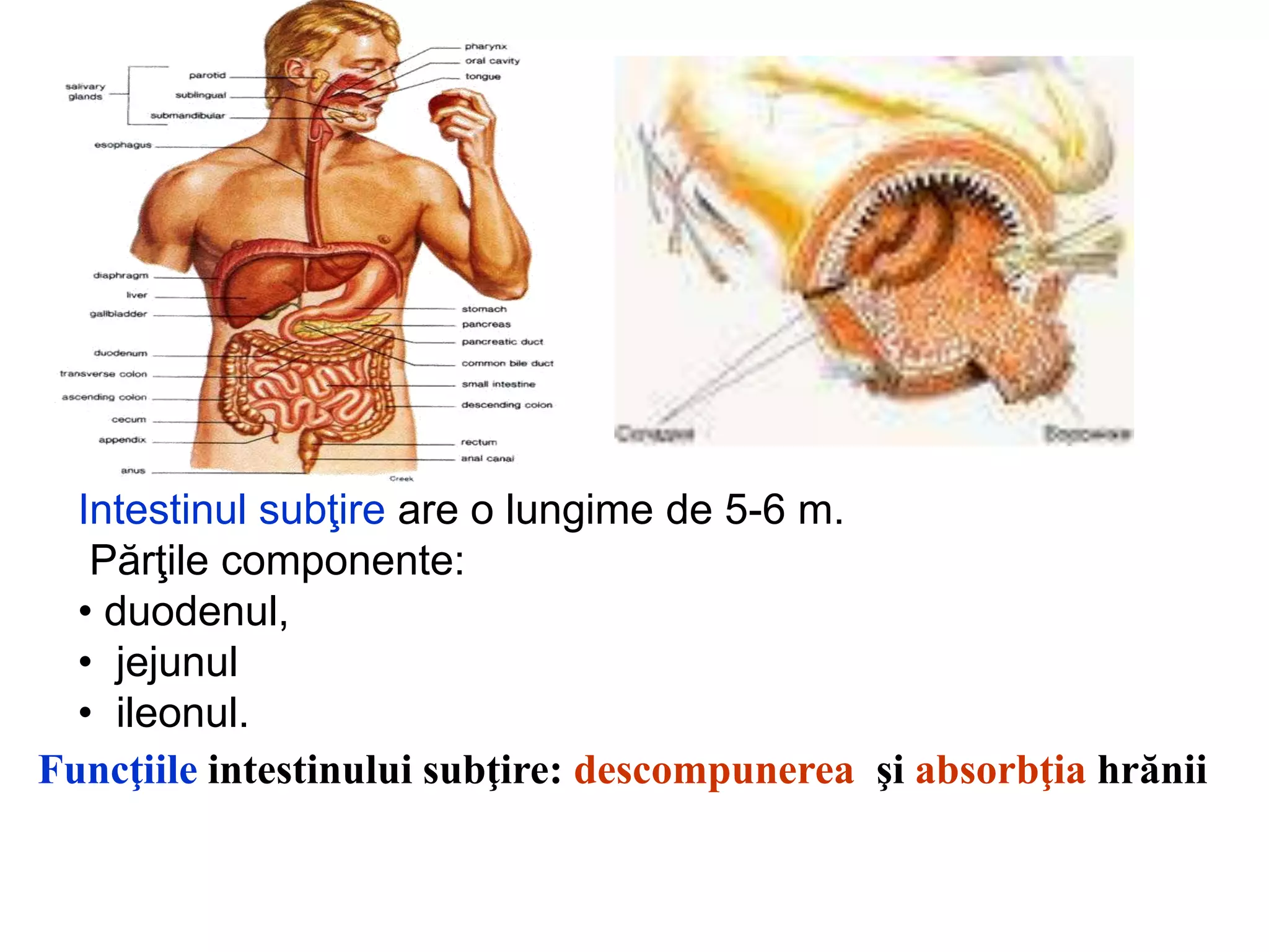 Tema 5. Aparatul digestiv.ppt