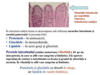 În intestinul subţire hrana se descompune sub influenţa sucurilor intestinale şi
sucului pancreatic în prezenţa bilei:
• Proteinele - în aminoacizi;
• Glucidele - în monozaharide,
• Lipidele - în acizi graşi şi glicerină.
Proteinele şi glucidele se absorb în sânge,
iar lipidele în vasele limfatice.
Peretele intestinului conţine numeroase vilozităţi ( 44 pe un
mm patrat), în care se află vase sangvine şi limfatice. Ele sporesc
suprafaţa de contact a intestinului cu hrana şi gradul de absorbţie a
acesteia. În vilozităţi se află vase sangvine şi limfatice.
Vilozităţi intestinale
pe suprafaţa
internă a
intestinului subţire
 