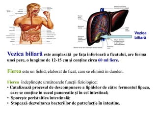Vezica biliară este amplasată pe faţa inferioară a ficatului, are forma
unei pere, o lungime de 12-15 cm şi conţine circa 60 ml fiere.
Fierea este un lichid, elaborat de ficat, care se elimină în duoden.
Fierea îndeplineşte următoarele funcţii fiziologice:
• Catalizează procesul de descompunere a lipidelor de către fermentul lipaza,
care se conţine în sucul pancreatic şi în cel intestinal;
• Sporeşte peristaltica intestinală;
• Stopează dezvoltarea bacteriilor de putrefacţie în intestine.
Vezica
biliară
 
