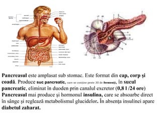 Pancreasul este amplasat sub stomac. Este format din cap, corp şi
coadă. Produce suc pancreatic, care se conţine peste 30 de fermenţi, în sucul
pancreatic, eliminat în duoden prin canalul excretor (0,8 l /24 ore)
Pancreasul mai produce şi hormonul insulina, care se absoarbe direct
în sânge şi reglează metabolismul glucidelor. În absenţa insulinei apare
diabetul zaharat.
 