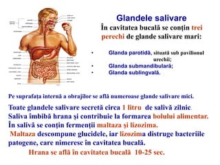 Glandele salivare
În cavitatea bucală se conţin trei
perechi de glande salivare mari:
• Glanda parotidă, situată sub pavilionul
urechii;
• Glanda submandibulară;
• Glanda sublingvală.
Pe suprafaţa internă a obrajilor se află numeroase glande salivare mici.
Toate glandele salivare secretă circa 1 litru de salivă zilnic.
Saliva îmbibă hrana şi contribuie la formarea bolului alimentar.
În salivă se conţin fermenţii maltaza şi lizozima.
Maltaza descompune glucidele, iar lizozima distruge bacteriile
patogene, care nimeresc în cavitatea bucală.
Hrana se află în cavitatea bucală 10-25 sec.
 