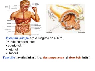 Intestinul subţire are o lungime de 5-6 m.
Părţile componente:
• duodenul,
• jejunul
• ileonul.
Funcţiile intestinului subţire: descompunerea şi absorbţia hrănii
 