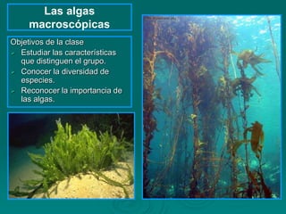Las algas
macroscópicas
Objetivos de la clase
 Estudiar las características
que distinguen el grupo.
 Conocer la diversidad de
especies.
 Reconocer la importancia de
las algas.
 