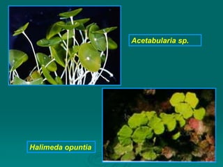 Acetabularia sp.
Halimeda opuntia
 