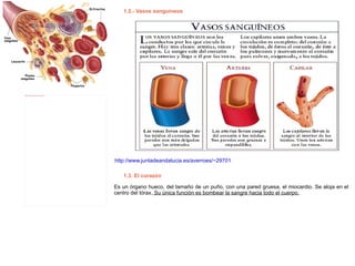 1.2.- Vasos sanguíneos http://www.juntadeandalucia.es/averroes/~29701428/ccnn/interactiv/circulatorio/circulatorio_08.htm Es un órgano hueco, del tamaño de un puño, con una pared gruesa, el miocardio. Se aloja en el centro del tórax.  Su única función es bombear la sangre hacia todo el cuerpo. 1.3. El corazón 