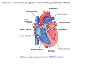 Está dividido en cuatro cavidades:  las superiores se llaman aurículas, y las inferiores, ventrículos. http://www.juntadeandalucia.es/averroes/~29701428/ccnn/interactiv/circulatorio/circulatorio_13.htm 