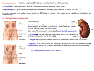 2.- Aparato excretor. La  excreción  es la eliminación de los residuos tóxicos que producen las células de nuestro cuerpo. La sangre transporta otros residuos tóxicos distintos al CO2 hasta los riñones y éstos los concentran hasta formar un líquido al que llamamos  orina Los  pulmones  son, al igual que los dos riñones, importantes órganos excretores, ya que eliminan un residuo tóxico, el CO2  2.1.- Composición del aparato urinario Está formado por:. - Los riñones : son dos órganos con forma de alubia, aproximadamente del tamaño del puño de una mano. Están situados a ambos lados de la columna vertebral  y protegidos por una capa de grasa. Sobre cada riñón se encuentra una glándula llamada  glándula  suprarrenal. - Los uréteres  :son dos conductos estrechos de unos 25 cm. de largo, que llevan la orina desde los riñones  a la vejiga - La vejiga:  :es un órgano de paredes musculosas que almacena la orina hasta su expulsión. - La uretra:  :es un corto conducto que comunica la vejiga con el exterior. En ella se encuentra el  esfinter uretral , que permite o impide la salida de la orina de nuestro cuerpo de forma voluntaria. El sistema excretor está formado por el aparato urinario, los pulmones y la piel . http://www.youtube.com/watch?v=R_iC0dnzh7Q 