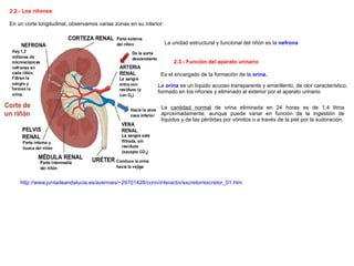 2.2.- Los riñones En un corte longitudinal, observamos varias zonas en su interior: La unidad estructural y funcional del riñón es la  nefrona  2.3.- Función del aparato urinario Es el encargado de la formación de la  orina. La  orina  es un líquido acuoso transparente y amarillento, de olor característico, formado en los riñones y eliminado al exterior por el aparato urinario La  cantidad normal  de orina eliminada en 24 horas es de 1,4 litros aproximadamente, aunque puede variar en función de la ingestión de líquidos y de las pérdidas por vómitos o a través de la piel por la sudoración. http://www.juntadeandalucia.es/averroes/~29701428/ccnn/interactiv/excretor/excretor_01.htm 