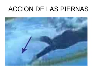 ACCION DE LAS PIERNAS 