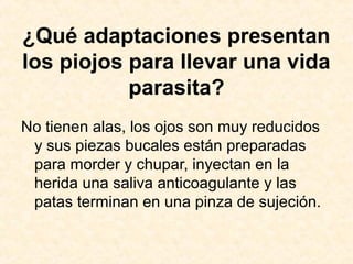 ¿Qué adaptaciones presentan
los piojos para llevar una vida
parasita?
No tienen alas, los ojos son muy reducidos
y sus piezas bucales están preparadas
para morder y chupar, inyectan en la
herida una saliva anticoagulante y las
patas terminan en una pinza de sujeción.
 