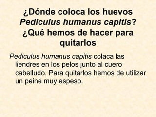 ¿Dónde coloca los huevos
Pediculus humanus capitis?
¿Qué hemos de hacer para
quitarlos
Pediculus humanus capitis colaca las
liendres en los pelos junto al cuero
cabelludo. Para quitarlos hemos de utilizar
un peine muy espeso.
 