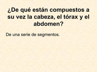 ¿De qué están compuestos a
su vez la cabeza, el tórax y el
abdomen?
De una serie de segmentos.
 