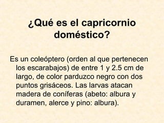 ¿Qué es el capricornio
doméstico?
Es un coleóptero (orden al que pertenecen
los escarabajos) de entre 1 y 2.5 cm de
largo, de color parduzco negro con dos
puntos grisáceos. Las larvas atacan
madera de coníferas (abeto: albura y
duramen, alerce y pino: albura).
 