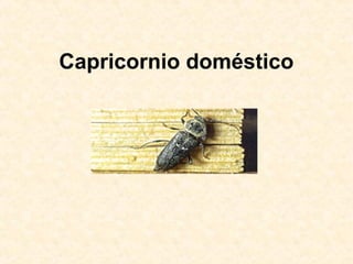 Capricornio doméstico
 