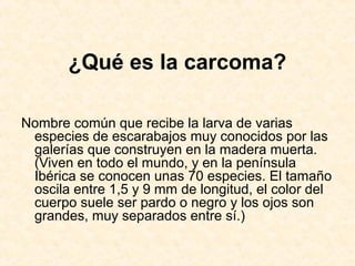 ¿Qué es la carcoma?
Nombre común que recibe la larva de varias
especies de escarabajos muy conocidos por las
galerías que construyen en la madera muerta.
(Viven en todo el mundo, y en la península
Ibérica se conocen unas 70 especies. El tamaño
oscila entre 1,5 y 9 mm de longitud, el color del
cuerpo suele ser pardo o negro y los ojos son
grandes, muy separados entre sí.)
 