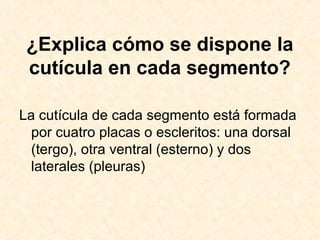¿Explica cómo se dispone la
cutícula en cada segmento?
La cutícula de cada segmento está formada
por cuatro placas o escleritos: una dorsal
(tergo), otra ventral (esterno) y dos
laterales (pleuras)
 