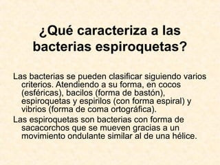 ¿Qué caracteriza a las
bacterias espiroquetas?
Las bacterias se pueden clasificar siguiendo varios
criterios. Atendiendo a su forma, en cocos
(esféricas), bacilos (forma de bastón),
espiroquetas y espirilos (con forma espiral) y
vibrios (forma de coma ortográfica).
Las espiroquetas son bacterias con forma de
sacacorchos que se mueven gracias a un
movimiento ondulante similar al de una hélice.
 