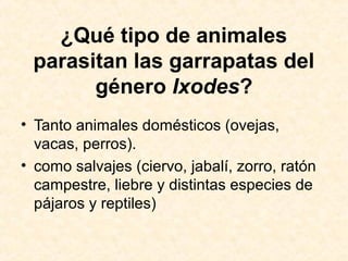 ¿Qué tipo de animales
parasitan las garrapatas del
género Ixodes?
• Tanto animales domésticos (ovejas,
vacas, perros).
• como salvajes (ciervo, jabalí, zorro, ratón
campestre, liebre y distintas especies de
pájaros y reptiles)
 