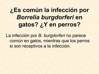 ¿Es común la infección por
Borrelia burgdorferi en
gatos? ¿Y en perros?
La infección por B. burgdorferi no parece
común en gatos, mientras que los perros
si son receptivos a la infección.
 