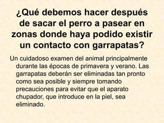 ¿Qué debemos hacer después
de sacar el perro a pasear en
zonas donde haya podido existir
un contacto con garrapatas?
Un cuidadoso examen del animal principalmente
durante las épocas de primavera y verano. Las
garrapatas deberán ser eliminadas tan pronto
como sea posible y siempre tomando
precauciones para evitar que el aparato
chupador, que introduce en la piel, sea
eliminado.
 