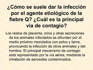 ¿Cómo se suele dar la infección
por el agente etiológico de la
fiebre Q? ¿Cuál es la principal
vía de contagio?
Los restos de placenta, orina y otras secreciones
de los animales infectados se difunden por el
medio próximo mezclados con polvo y tierra,
provocando la infección de otros animales y del
hombre. El principal mecanismo de contagio
está representado por la vía aérea, mediante la
inhalación de aerosoles contaminados.
 
