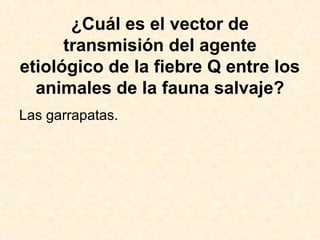 ¿Cuál es el vector de
transmisión del agente
etiológico de la fiebre Q entre los
animales de la fauna salvaje?
Las garrapatas.
 