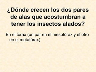 ¿Dónde crecen los dos pares
de alas que acostumbran a
tener los insectos alados?
En el tórax (un par en el mesotórax y el otro
en el metatórax)
 
