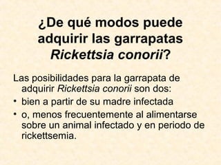 ¿De qué modos puede
adquirir las garrapatas
Rickettsia conorii?
Las posibilidades para la garrapata de
adquirir Rickettsia conorii son dos:
• bien a partir de su madre infectada
• o, menos frecuentemente al alimentarse
sobre un animal infectado y en periodo de
rickettsemia.
 