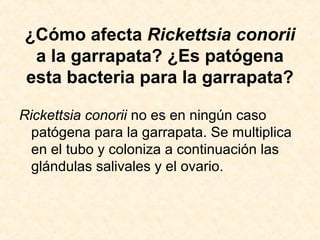 ¿Cómo afecta Rickettsia conorii
a la garrapata? ¿Es patógena
esta bacteria para la garrapata?
Rickettsia conorii no es en ningún caso
patógena para la garrapata. Se multiplica
en el tubo y coloniza a continuación las
glándulas salivales y el ovario.
 