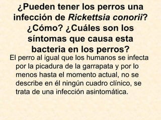 ¿Pueden tener los perros una
infección de Rickettsia conorii?
¿Cómo? ¿Cuáles son los
síntomas que causa esta
bacteria en los perros?
El perro al igual que los humanos se infecta
por la picadura de la garrapata y por lo
menos hasta el momento actual, no se
describe en él ningún cuadro clínico, se
trata de una infección asintomática.
 