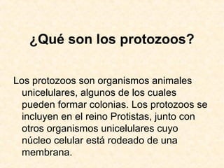 ¿Qué son los protozoos?
Los protozoos son organismos animales
unicelulares, algunos de los cuales
pueden formar colonias. Los protozoos se
incluyen en el reino Protistas, junto con
otros organismos unicelulares cuyo
núcleo celular está rodeado de una
membrana.
 