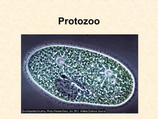 Protozoo
 