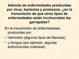 Además de enfermedades producidas
por virus, bacterias y protozoos, ¿en la
transmisión de que otros tipos de
enfermedades están involucrados las
garrapatas?
En la transmisión de enfermedades
producidas por:
• helmintos (algunos tipos de filariosis)
• y hongos (por ejemplo, algunas
actinomicosis cutáneas)
 