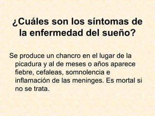 ¿Cuáles son los síntomas de
la enfermedad del sueño?
Se produce un chancro en el lugar de la
picadura y al de meses o años aparece
fiebre, cefaleas, somnolencia e
inflamación de las meninges. Es mortal si
no se trata.
 