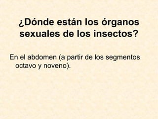 ¿Dónde están los órganos
sexuales de los insectos?
En el abdomen (a partir de los segmentos
octavo y noveno).
 