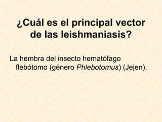 ¿Cuál es el principal vector
de las leishmaniasis?
La hembra del insecto hematófago
flebótomo (género Phlebotomus) (Jejen).
 