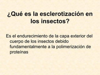 ¿Qué es la esclerotización en
los insectos?
Es el endurecimiento de la capa exterior del
cuerpo de los insectos debido
fundamentalmente a la polimerización de
proteínas
 