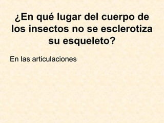 ¿En qué lugar del cuerpo de
los insectos no se esclerotiza
su esqueleto?
En las articulaciones
 
