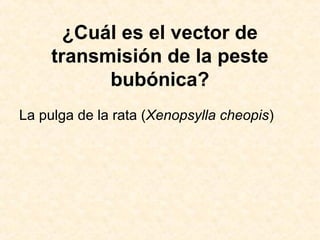 ¿Cuál es el vector de
transmisión de la peste
bubónica?
La pulga de la rata (Xenopsylla cheopis)
 