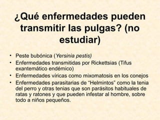 ¿Qué enfermedades pueden
transmitir las pulgas? (no
estudiar)
• Peste bubónica (Yersinia pestis)
• Enfermedades transmitidas por Rickettsias (Tifus
exantemático endémico)
• Enfermedades víricas como mixomatosis en los conejos
• Enfermedades parasitarias de “Helmintos” como la tenia
del perro y otras tenias que son parásitos habituales de
ratas y ratones y que pueden infestar al hombre, sobre
todo a niños pequeños.
 