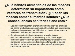 ¿Qué hábitos alimenticios de las moscas
determinan su importancia como
vectores de transmisión? ¿Pueden las
moscas comer alimentos sólidos? ¿Qué
consecuencias sanitarias tiene esto?
– Las moscas frecuentan excrementos humanos y de animales
así como productos en descomposición, de los que se alimentan
y al poco tiempo entran sin dificultad en casas, almacenes de
alimentos, despensas, restaurantes...
– Se alimentan tanto de excrementos y productos en
descomposición como de alimentos y al no poder ingerir
alimentos sólidos vomitan constantemente para disolver los
materiales y defecan sobre los mismos formando el clásico
punteado que se puede ver sobre las superficies con gran
cantidad de moscas.
 