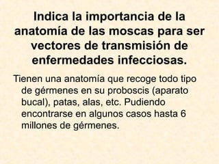 Indica la importancia de la
anatomía de las moscas para ser
vectores de transmisión de
enfermedades infecciosas.
Tienen una anatomía que recoge todo tipo
de gérmenes en su proboscis (aparato
bucal), patas, alas, etc. Pudiendo
encontrarse en algunos casos hasta 6
millones de gérmenes.
 
