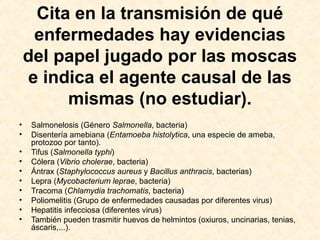 Cita en la transmisión de qué
enfermedades hay evidencias
del papel jugado por las moscas
e indica el agente causal de las
mismas (no estudiar).
• Salmonelosis (Género Salmonella, bacteria)
• Disentería amebiana (Entamoeba histolytica, una especie de ameba,
protozoo por tanto).
• Tifus (Salmonella typhi)
• Cólera (Vibrio cholerae, bacteria)
• Ántrax (Staphylococcus aureus y Bacillus anthracis, bacterias)
• Lepra (Mycobacterium leprae, bacteria)
• Tracoma (Chlamydia trachomatis, bacteria)
• Poliomelitis (Grupo de enfermedades causadas por diferentes virus)
• Hepatitis infecciosa (diferentes virus)
• También pueden trasmitir huevos de helmintos (oxiuros, uncinarias, tenias,
áscaris,...).
 