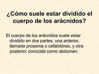 ¿Cómo suele estar dividido el
cuerpo de los arácnidos?
El cuerpo de los arácnidos suele estar
dividido en dos partes, una anterior,
llamada prosoma o cefalotórax, y otra
posterior conocida como abdomen.
 