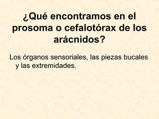 ¿Qué encontramos en el
prosoma o cefalotórax de los
arácnidos?
Los órganos sensoriales, las piezas bucales
y las extremidades.
 