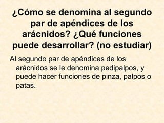 ¿Cómo se denomina al segundo
par de apéndices de los
arácnidos? ¿Qué funciones
puede desarrollar? (no estudiar)
Al segundo par de apéndices de los
arácnidos se le denomina pedipalpos, y
puede hacer funciones de pinza, palpos o
patas.
 