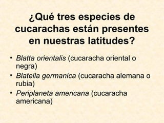 ¿Qué tres especies de
cucarachas están presentes
en nuestras latitudes?
• Blatta orientalis (cucaracha oriental o
negra)
• Blatella germanica (cucaracha alemana o
rubia)
• Periplaneta americana (cucaracha
americana)
 