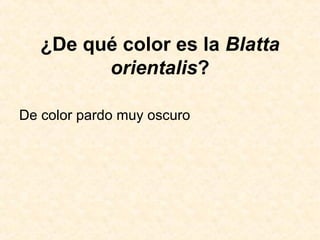 ¿De qué color es la Blatta
orientalis?
De color pardo muy oscuro
 