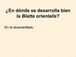 ¿En dónde se desarrolla bien
la Blatta orientalis?
En el alcantarillado.
 