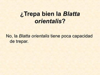 ¿Trepa bien la Blatta
orientalis?
No, la Blatta orientalis tiene poca capacidad
de trepar.
 